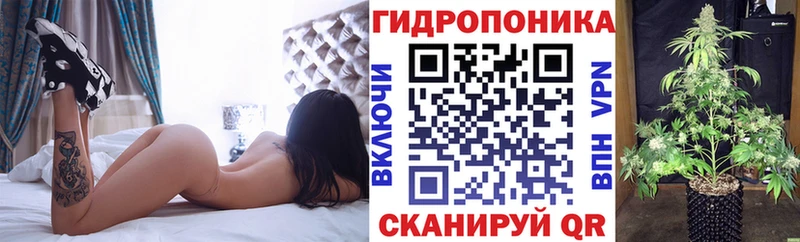 Канабис планчик  Сунжа 